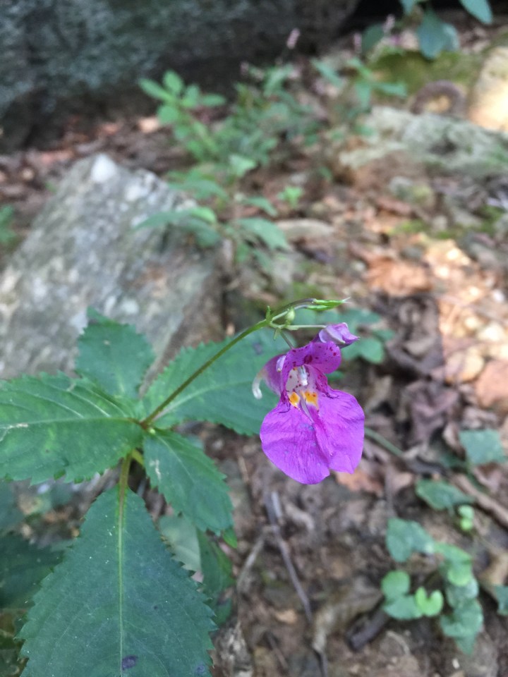 Unknown impatiens, Gwacheon City, South Korea