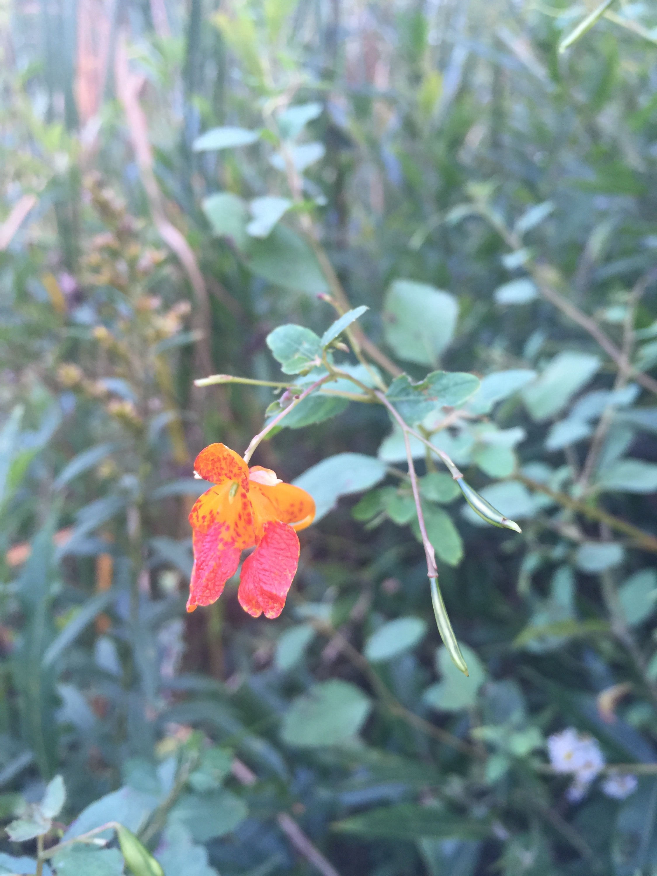 Jewelweed Jewelweed, Impatiens capensis, Geauga County, Ohio