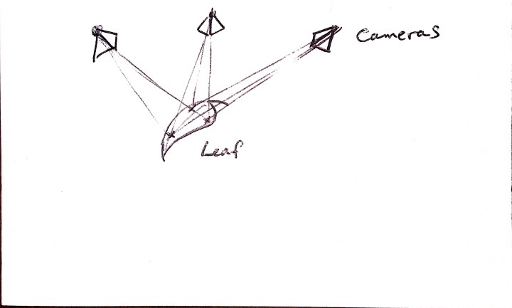 Diagram of leaf with three camera observations