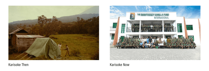 Image of Karisoke then and now
