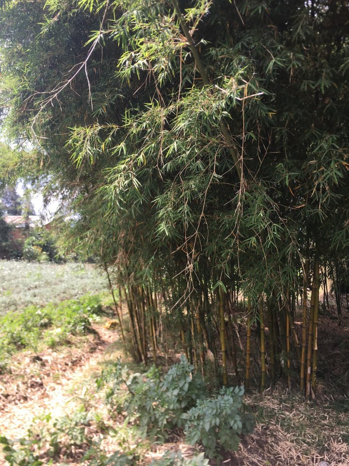 Small bamboo stand outside VNP.