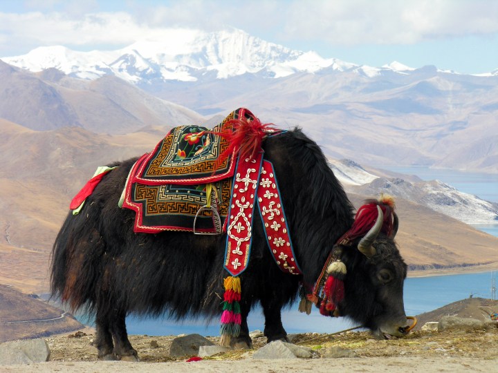 A picture of a yak in the Himalayas