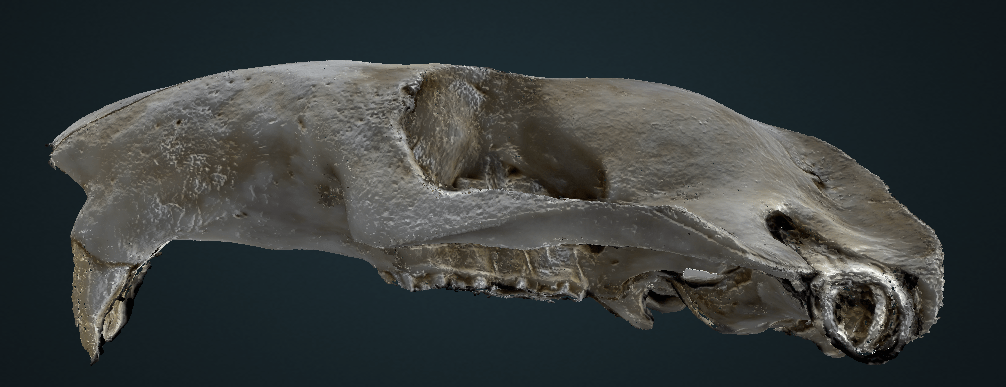 Mouse skull 3D model shown from side.