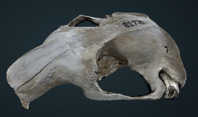 3D model of mouse skull shown from above and slighty to side